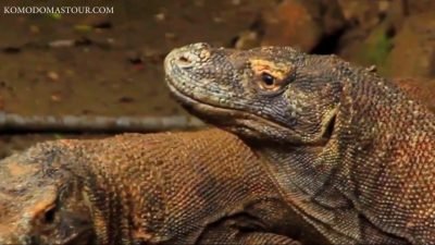 komodo dragon island